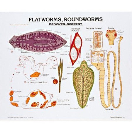 DENOYER-GEPPERT Charts/Posters, Flatworms/Roundworms Chart Mounted 1883-10